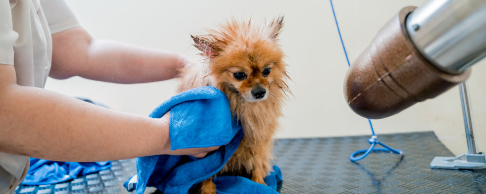 Pet Pampering Made Easy: Top Grooming Hacks 