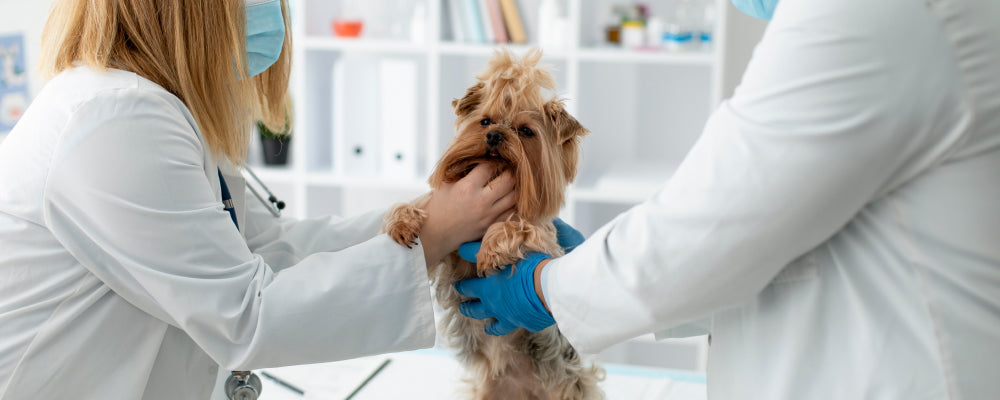 5-Point Dog Health Check: What to Know Beforehand