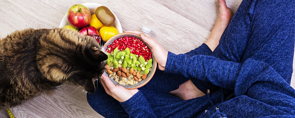 Everything You Need To Know About The Raw Diet For Cats