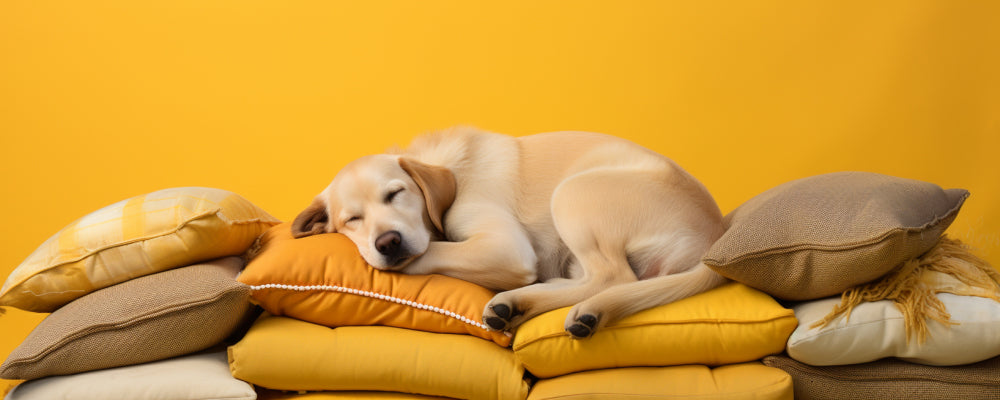 The Ultimate Guide to Ensuring Your Dog Sleeps Soundly