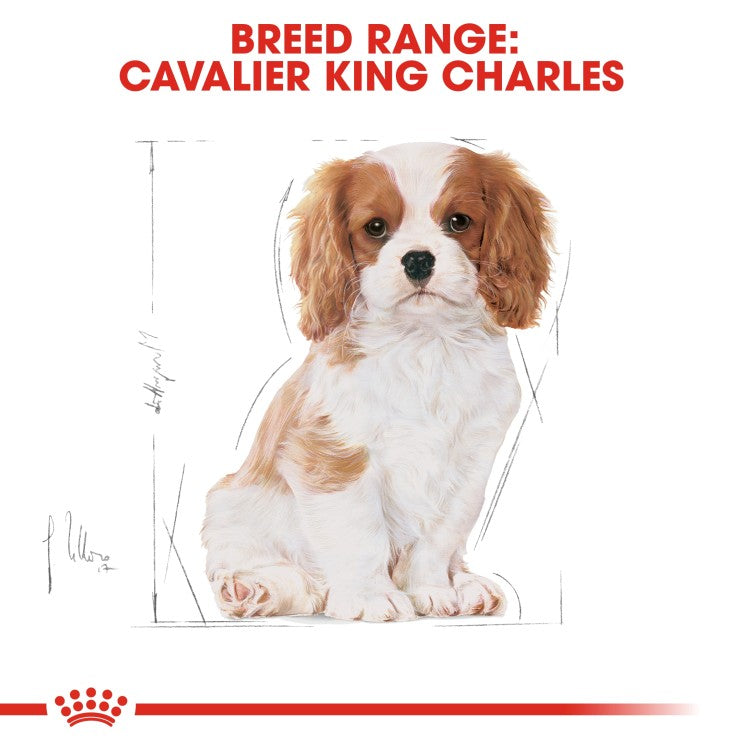 Royal Canin Puppy Breed Health Nutrition Cavalier King Charles Dry Dog Food - 1.5KG