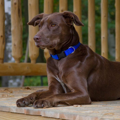 Lupine 1/2 in Blue Adj. Collar 10""-16"", 26-40cm