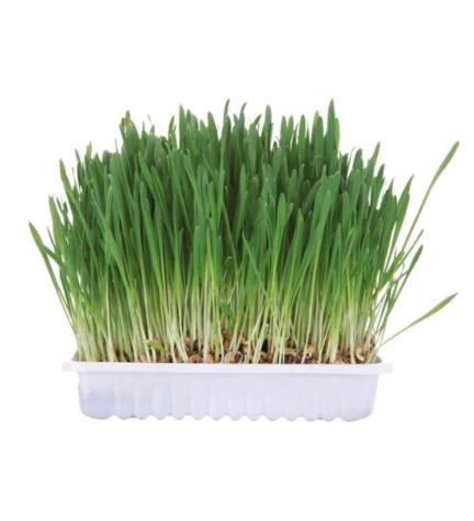 Trixie Small Animal Grass Treat For Small Pets-100g