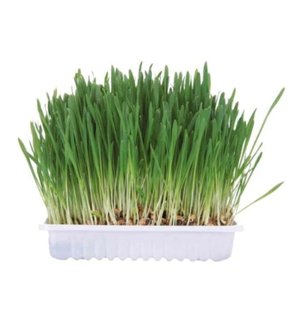 Trixie Small Animal Grass Treat For Small Pets-100g